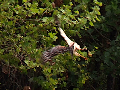 [The hawk is flying with both wings outstretched to the left and its legs tilted to the right. The white underside of the top wing is visible as the bird flies into a very leafy tree. The duckling's head is about the same size as the closed talons of the foot not holding it.]